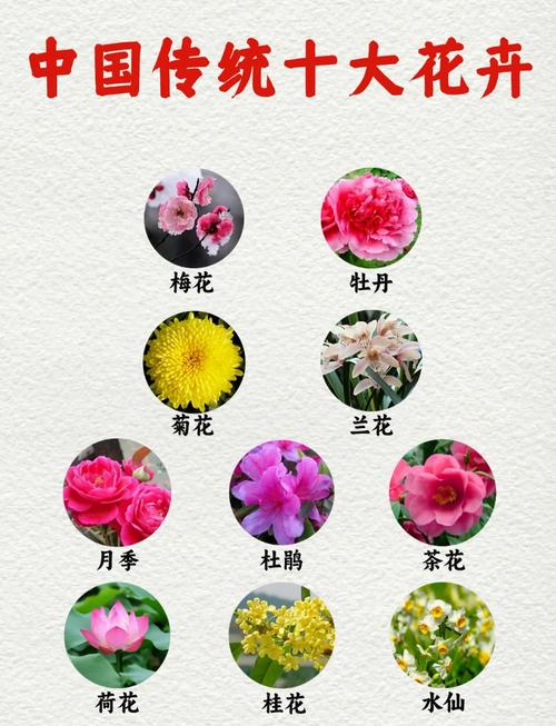 常见鲜花代表的含义,各种鲜花象征着什么?-第1张图片-优品飞百科 常见鲜花代表的含义,各种鲜花象征着什么?-第1张图片-优品飞百科