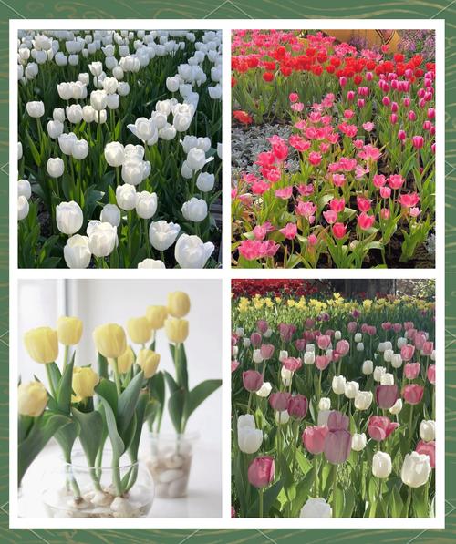 常见鲜花代表的含义,各种鲜花象征着什么?-第2张图片-优品飞百科 常见鲜花代表的含义,各种鲜花象征着什么?-第2张图片-优品飞百科