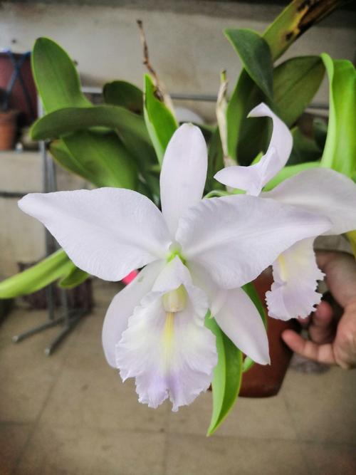 兜兰的功效与作用，兜兰药效？