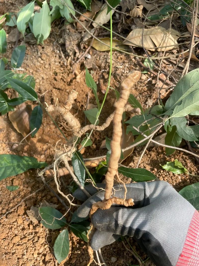 兜兰的功效与作用，兜兰药效？-第2张图片-优品飞百科