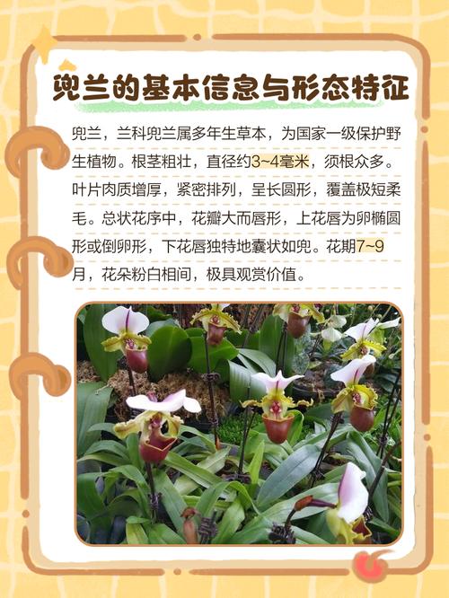 兜兰的功效与作用，兜兰药效？-第3张图片-优品飞百科