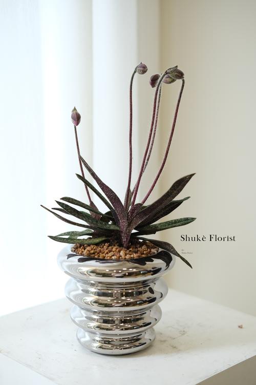 兜兰的功效与作用，兜兰药效？-第5张图片-优品飞百科