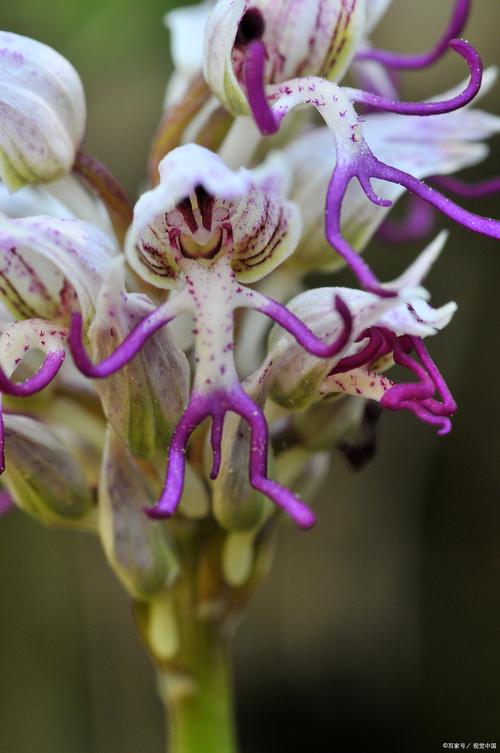 兜兰的功效与作用，兜兰药效？-第4张图片-优品飞百科