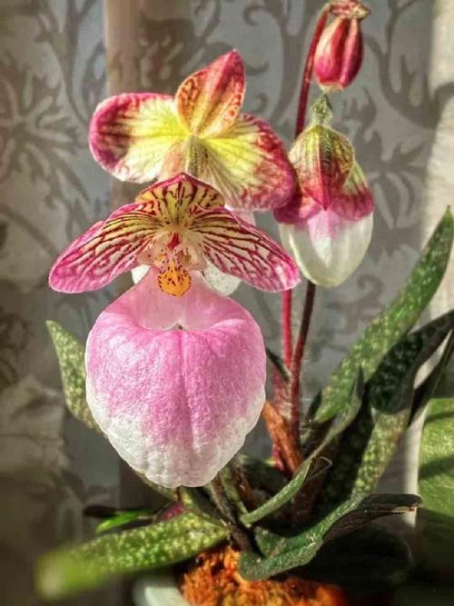 兜兰的功效与作用，兜兰药效？-第6张图片-优品飞百科