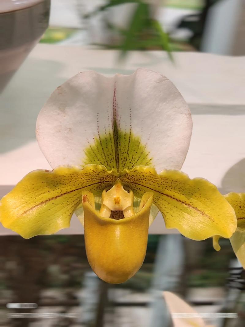 兜兰的功效与作用，兜兰药效？-第7张图片-优品飞百科