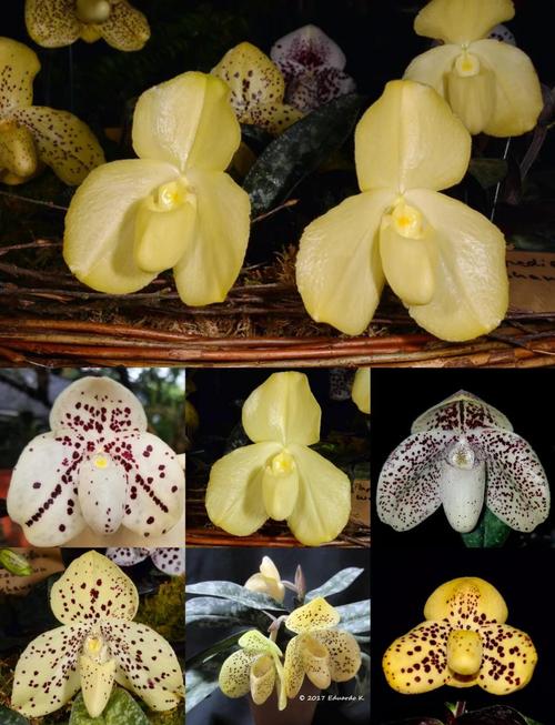 兜兰的功效与作用，兜兰药效？-第8张图片-优品飞百科