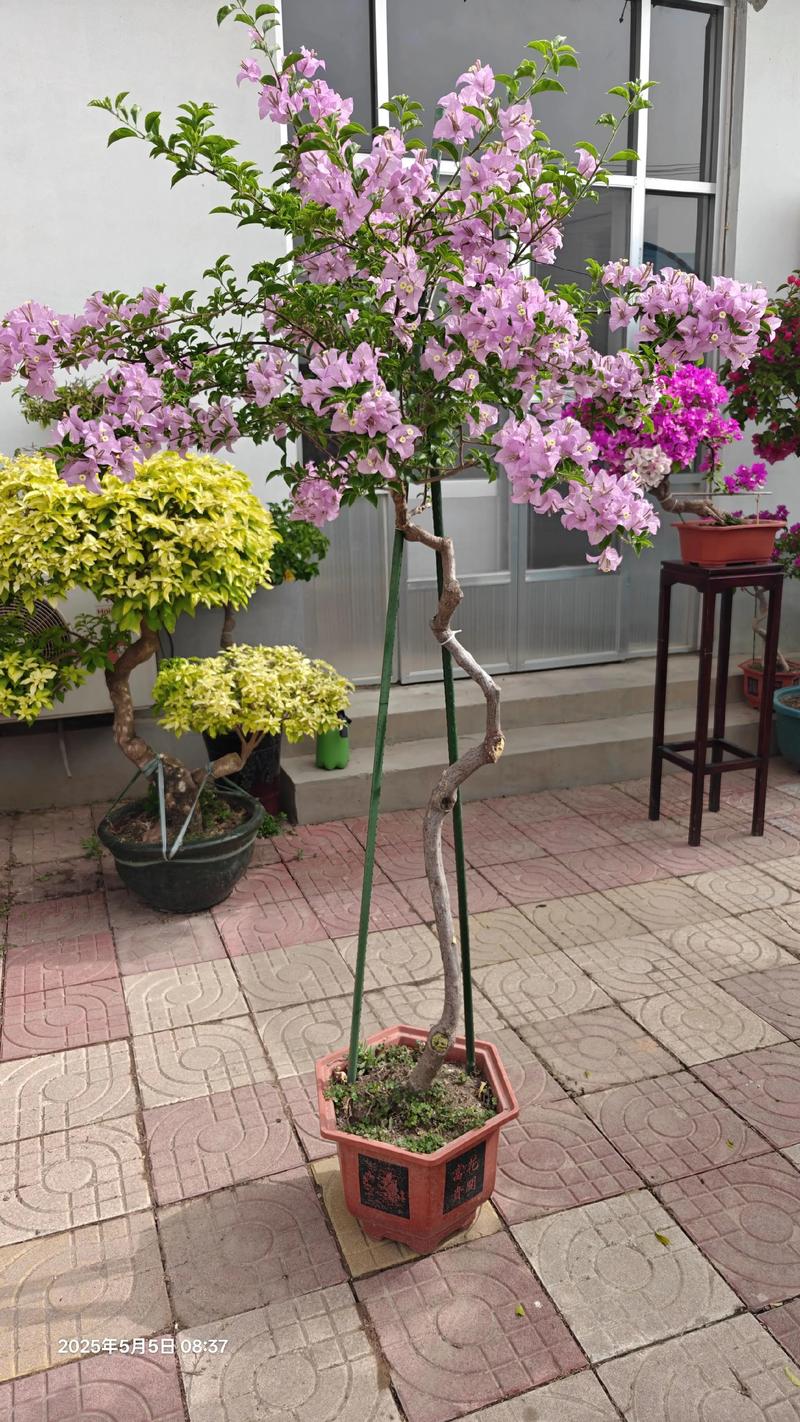 三角梅盆景费用和图片，三角梅盆景图片大全欣赏 大型？-第1张图片-优品飞百科