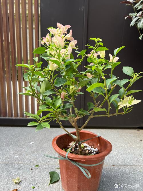 三角梅盆景费用和图片，三角梅盆景图片大全欣赏 大型？-第2张图片-优品飞百科