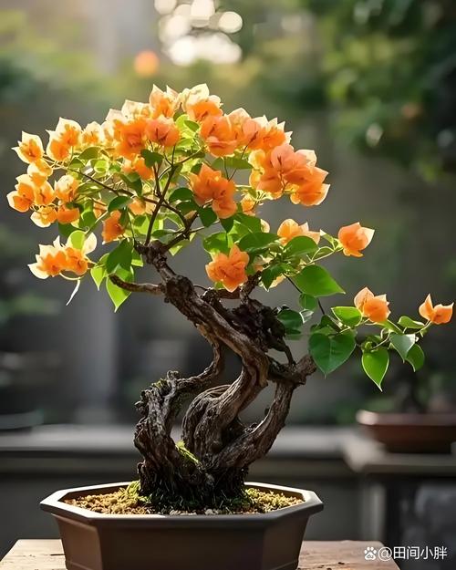 三角梅盆景费用和图片，三角梅盆景图片大全欣赏 大型？-第3张图片-优品飞百科