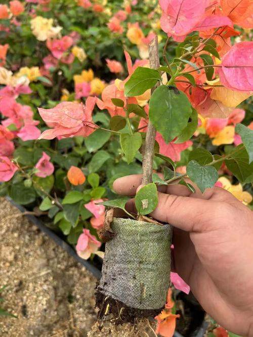 三角梅盆景费用和图片，三角梅盆景图片大全欣赏 大型？-第4张图片-优品飞百科