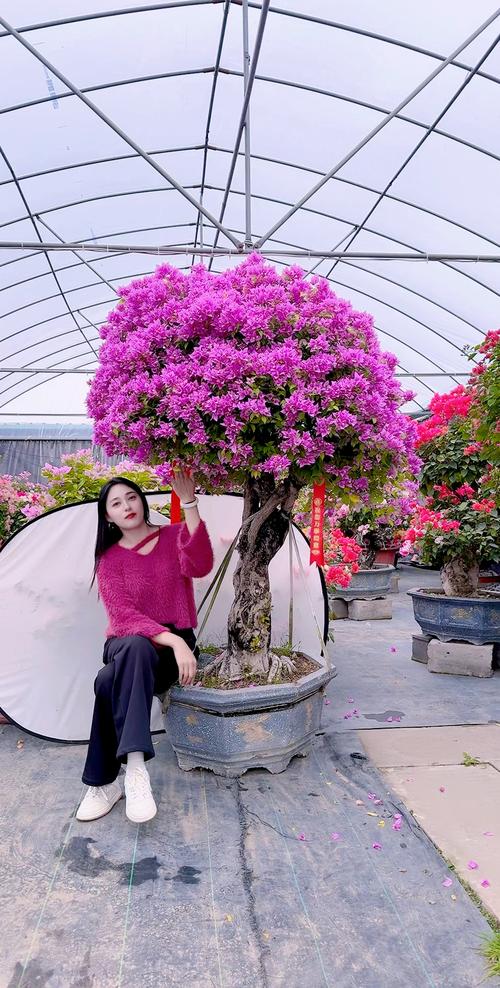 三角梅盆景费用和图片，三角梅盆景图片大全欣赏 大型？-第6张图片-优品飞百科