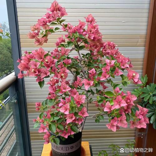 三角梅盆景费用和图片，三角梅盆景图片大全欣赏 大型？-第7张图片-优品飞百科