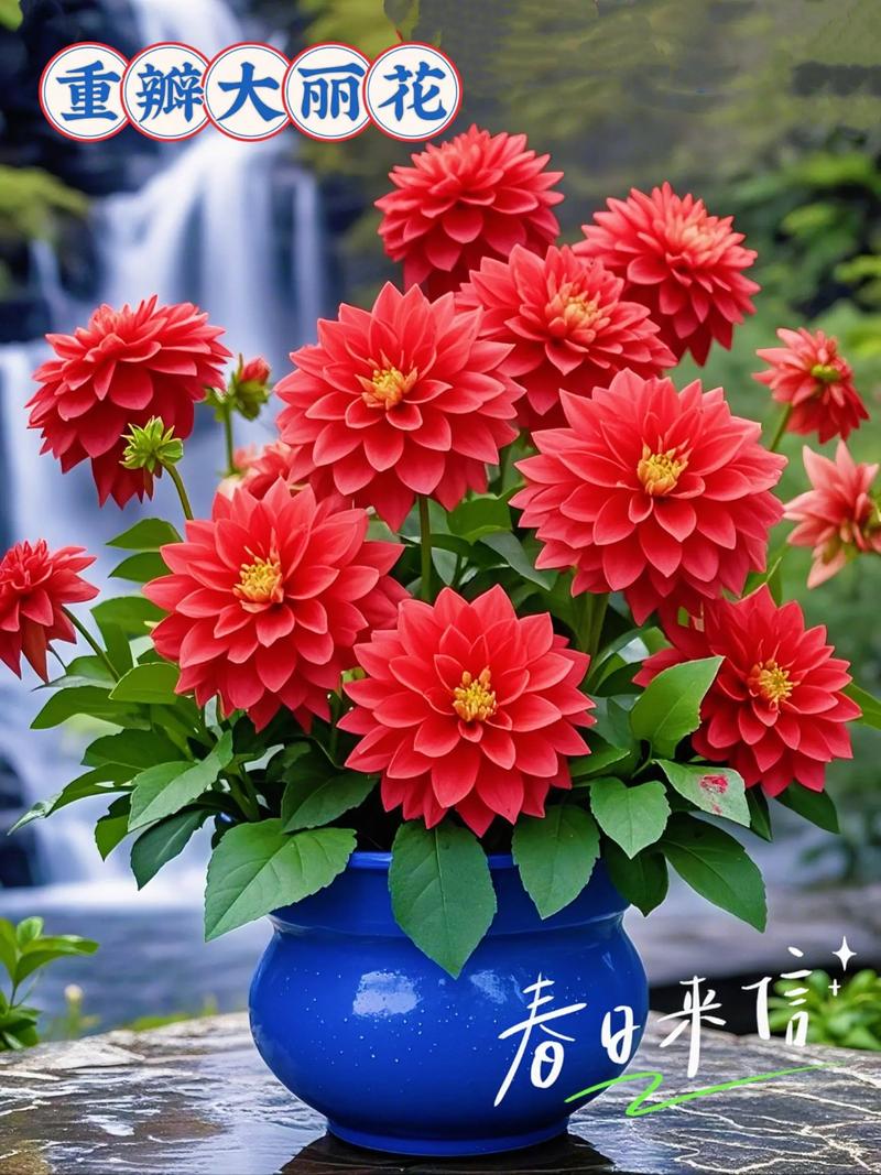 大丽花适合室内养吗，大丽花适合室内养吗视频-第1张图片-优品飞百科