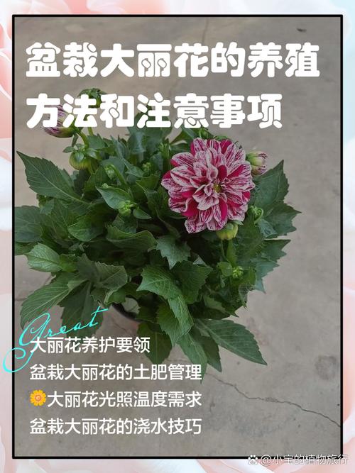 大丽花适合室内养吗，大丽花适合室内养吗视频-第2张图片-优品飞百科