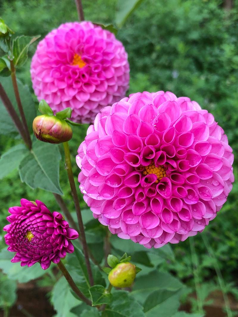 大丽花适合室内养吗，大丽花适合室内养吗视频-第3张图片-优品飞百科