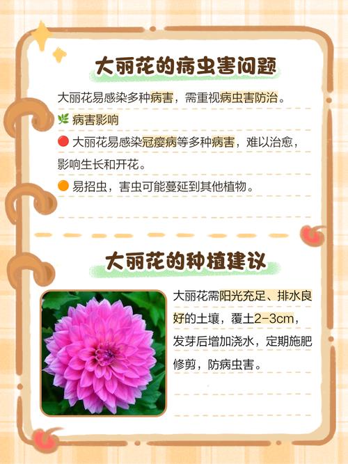 大丽花适合室内养吗，大丽花适合室内养吗视频-第4张图片-优品飞百科