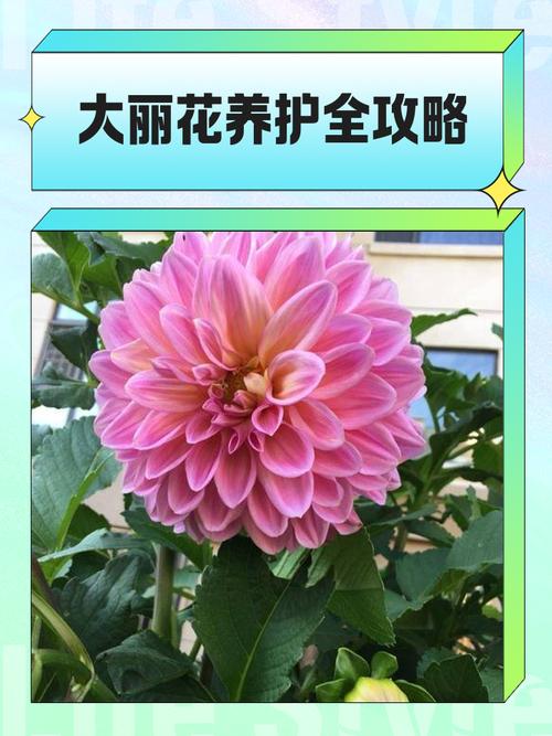 大丽花适合室内养吗，大丽花适合室内养吗视频-第5张图片-优品飞百科