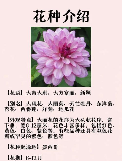 大丽花适合室内养吗，大丽花适合室内养吗视频-第6张图片-优品飞百科