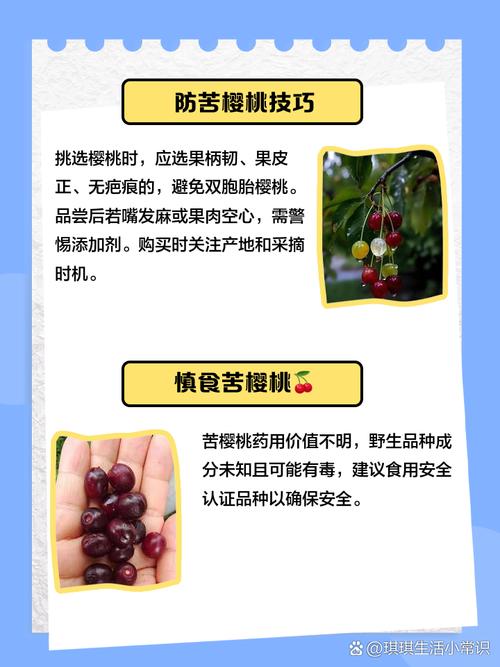 苦樱桃的养殖方法和注意事项，苦樱桃的药用价值-第1张图片-优品飞百科