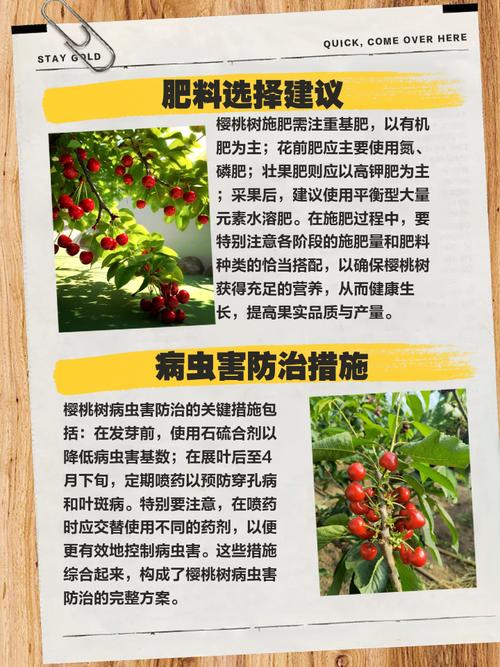 苦樱桃的养殖方法和注意事项，苦樱桃的药用价值-第4张图片-优品飞百科