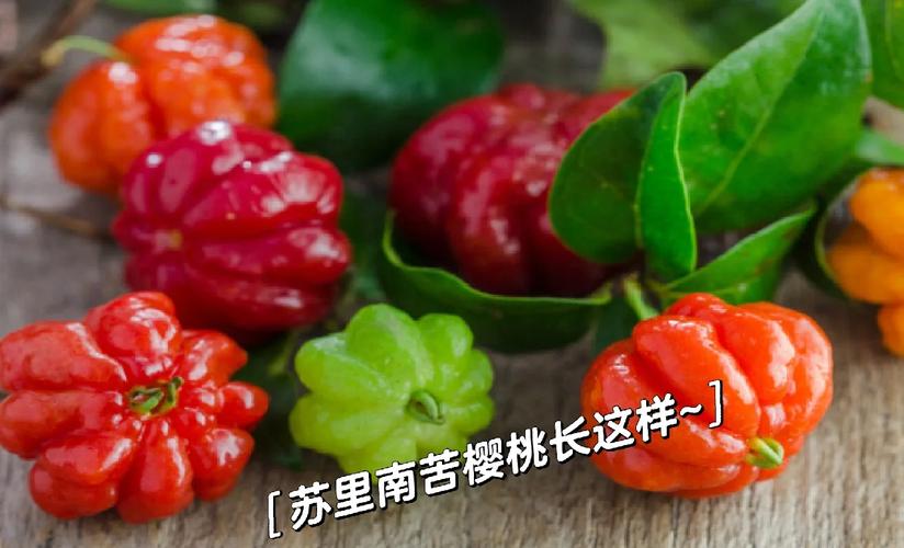 苦樱桃的养殖方法和注意事项，苦樱桃的药用价值-第6张图片-优品飞百科