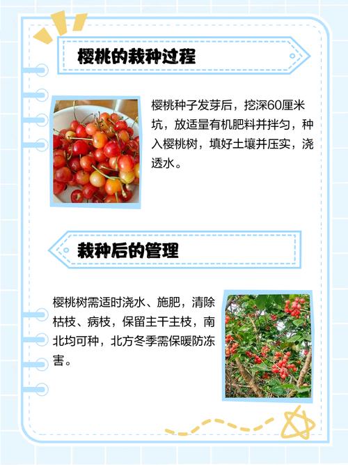 苦樱桃的养殖方法和注意事项，苦樱桃的药用价值-第7张图片-优品飞百科