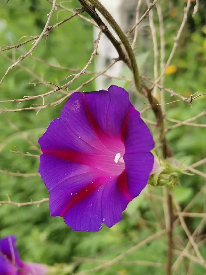 牵牛子的功效和作用？牵牛子的功效与作用点的功效与作用？-第1张图片-优品飞百科