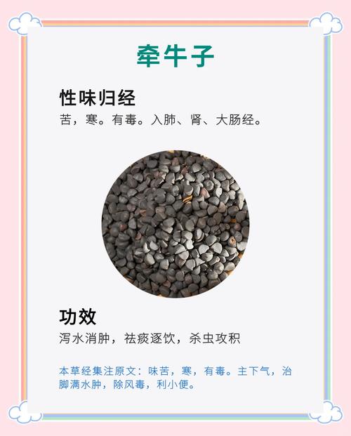 牵牛子的功效和作用？牵牛子的功效与作用点的功效与作用？-第2张图片-优品飞百科