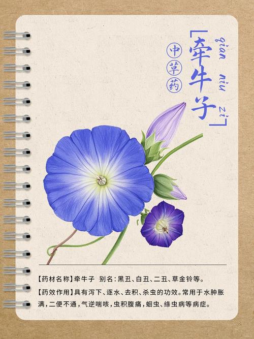 牵牛子的功效和作用？牵牛子的功效与作用点的功效与作用？-第3张图片-优品飞百科