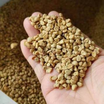 牵牛子的功效和作用？牵牛子的功效与作用点的功效与作用？-第4张图片-优品飞百科