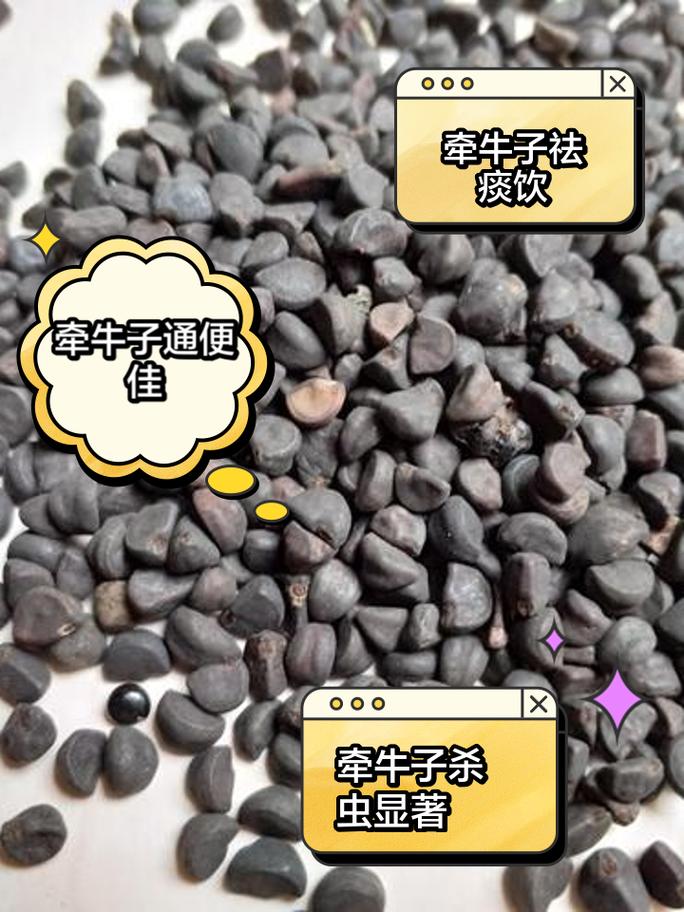 牵牛子的功效和作用？牵牛子的功效与作用点的功效与作用？-第5张图片-优品飞百科
