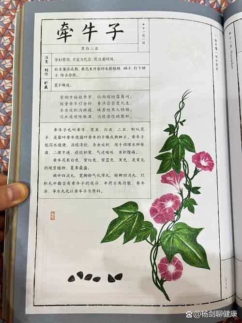 牵牛子的功效和作用？牵牛子的功效与作用点的功效与作用？-第7张图片-优品飞百科