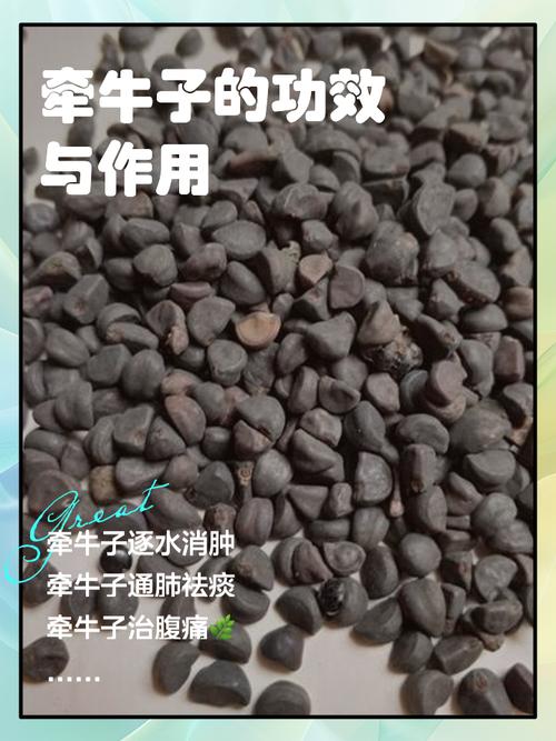 牵牛子的功效和作用？牵牛子的功效与作用点的功效与作用？-第6张图片-优品飞百科