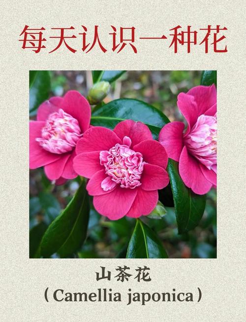 山茶花的花语和寓意，白玫瑰的花语和寓意