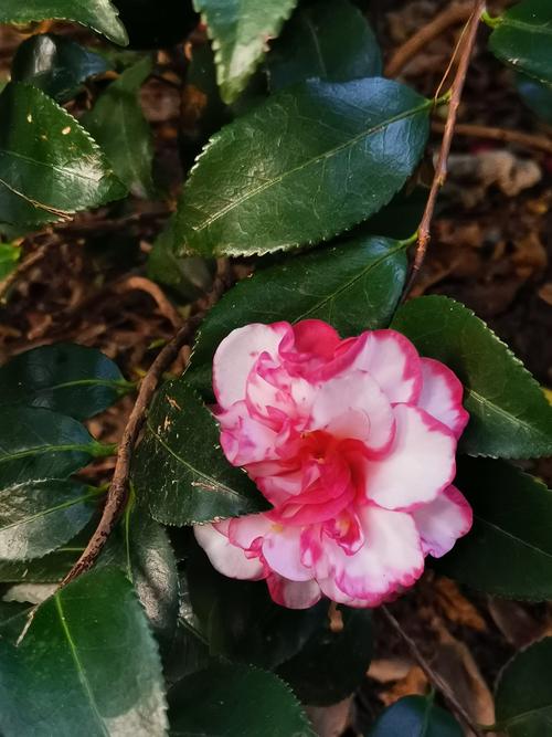 山茶花的花语和寓意，白玫瑰的花语和寓意-第2张图片-优品飞百科