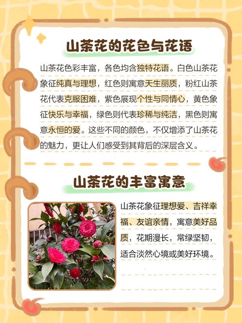 山茶花的花语和寓意，白玫瑰的花语和寓意-第3张图片-优品飞百科