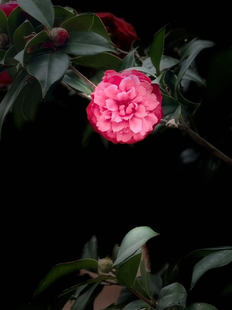 山茶花的花语和寓意，白玫瑰的花语和寓意-第5张图片-优品飞百科