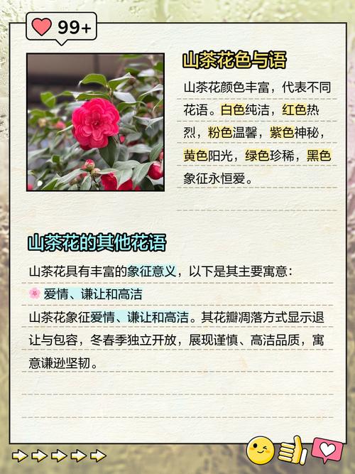 山茶花的花语和寓意，白玫瑰的花语和寓意-第6张图片-优品飞百科