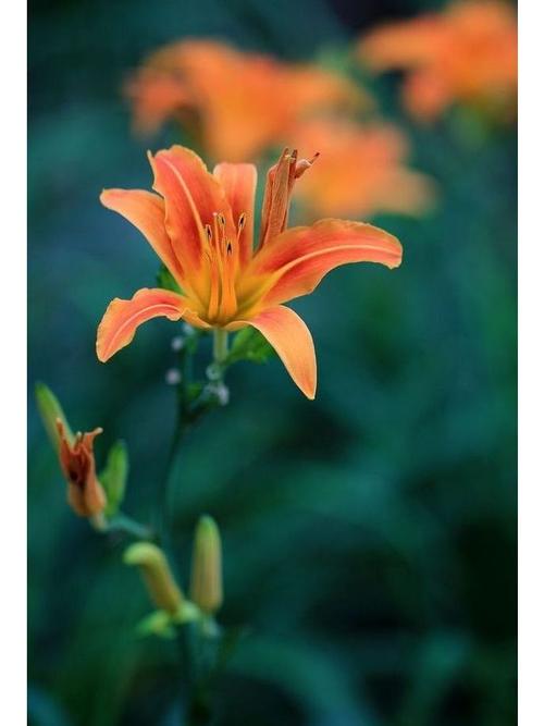 萱草的功效及作用，萱草的功效作用性味归经？