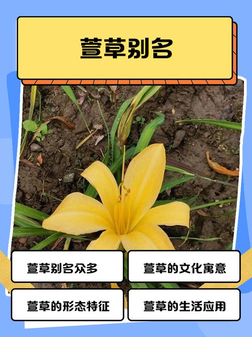 萱草的功效及作用，萱草的功效作用性味归经？-第2张图片-优品飞百科