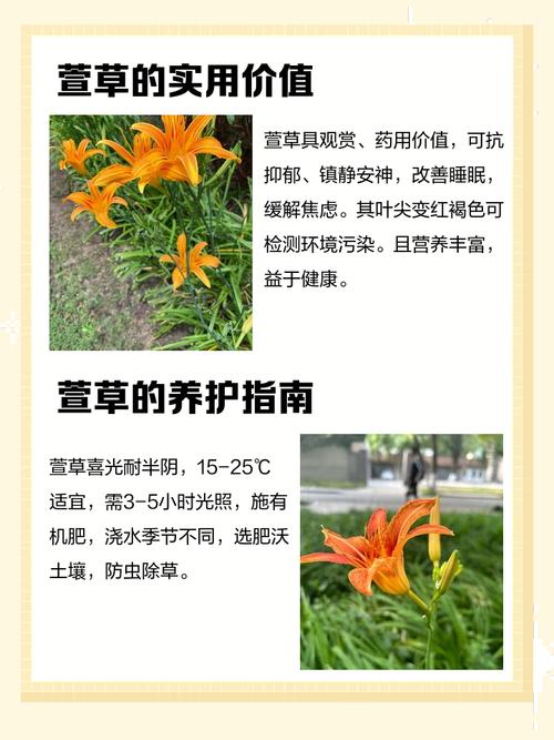 萱草的功效及作用，萱草的功效作用性味归经？-第3张图片-优品飞百科