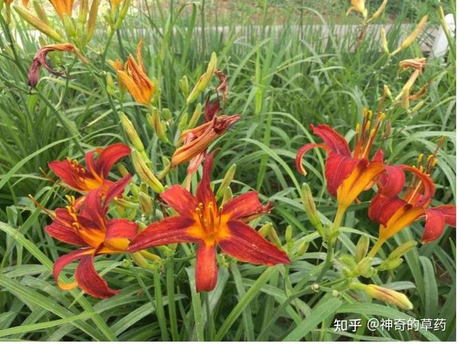 萱草的功效及作用，萱草的功效作用性味归经？-第4张图片-优品飞百科