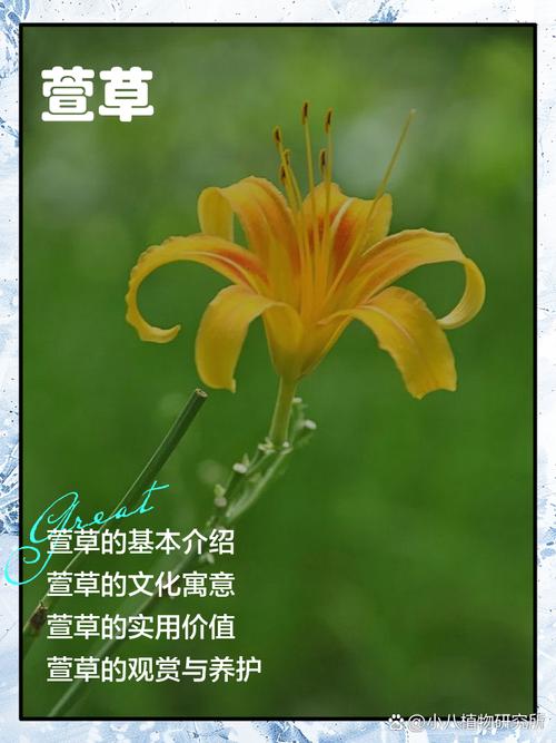 萱草的功效及作用，萱草的功效作用性味归经？-第7张图片-优品飞百科