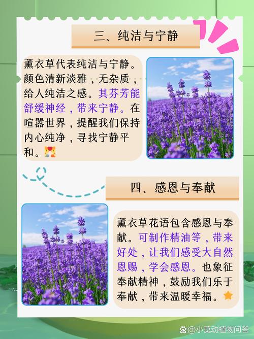 向日葵的花语和传说？向日葵的花语和寓意百度百科？