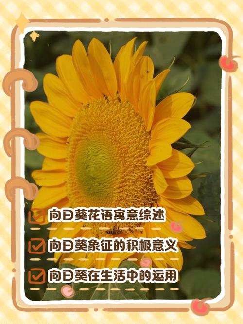 向日葵的花语和传说?向日葵的花语和寓意百度百科?-第2张图片-优品飞百科 向日葵的花语和传说?向日葵的花语和寓意百度百科?-第2张图片-优品飞百科