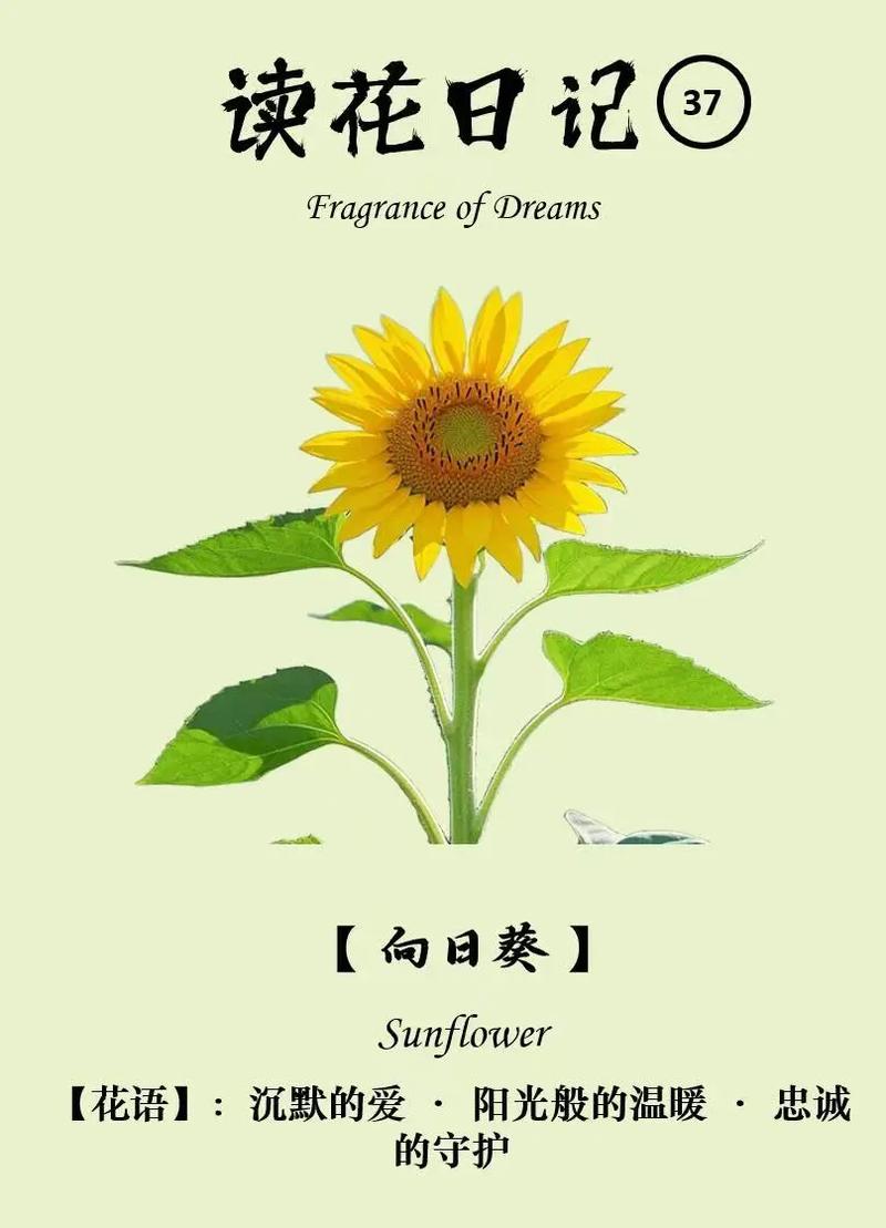 向日葵的花语和传说?向日葵的花语和寓意百度百科?-第6张图片-优品飞百科 向日葵的花语和传说?向日葵的花语和寓意百度百科?-第6张图片-优品飞百科