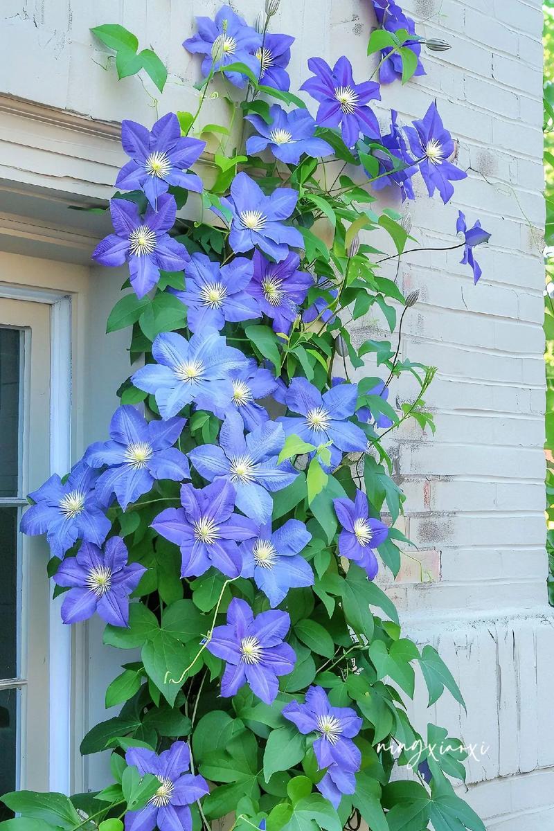 铁线莲的花语？铁线莲寓意？-第1张图片-优品飞百科