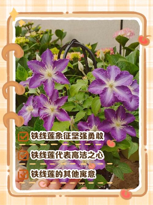 铁线莲的花语？铁线莲寓意？-第2张图片-优品飞百科