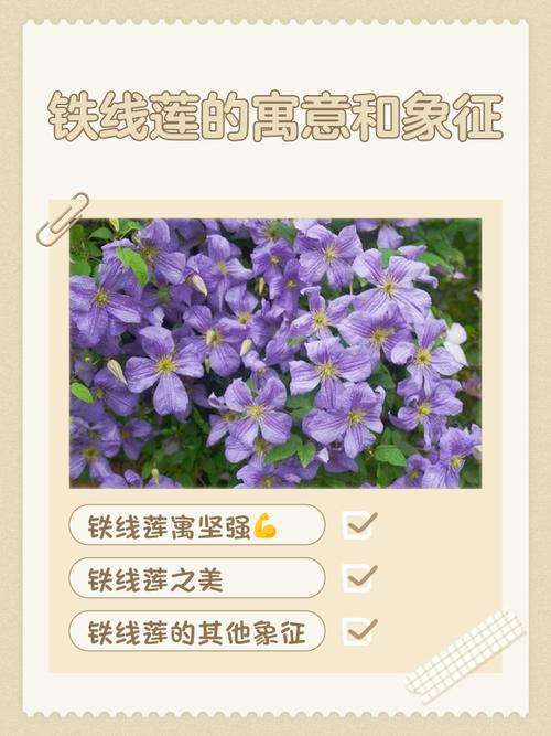 铁线莲的花语？铁线莲寓意？-第3张图片-优品飞百科
