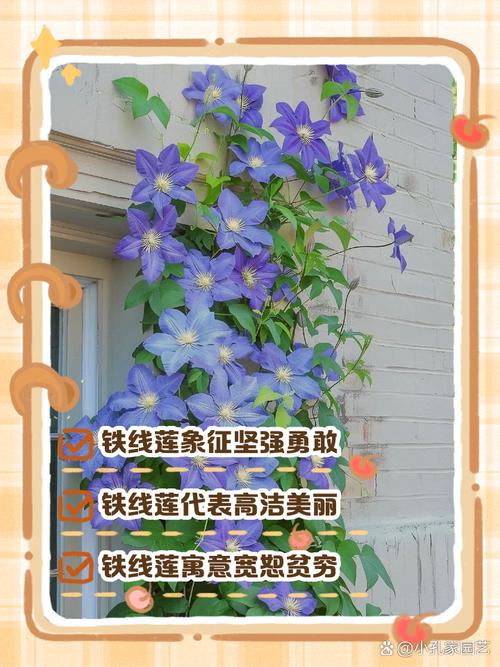 铁线莲的花语？铁线莲寓意？-第4张图片-优品飞百科